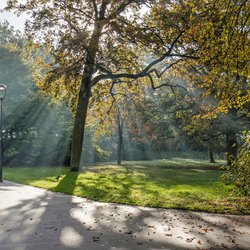 Ingewikkeld spel van licht en schaduw rond een boom in het Park in Rotterdam, Nederland op een mooie ochtend in november door Frans Blok (bron: Shutterstock)