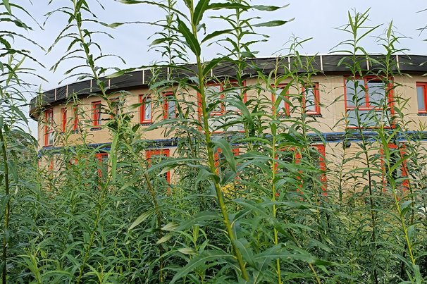 Ecodorp Boekel mengt betaalbaarheid met natuurinclusief bouwen en zelfvoorzienend leven door Ecodorp Boekel (bron: Ecodorp Boekel)