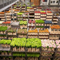 FloraHolland in Aalsmeer door Wolf-photography (bron: Shutterstock)