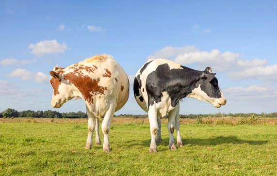 Bruine en Zwart-Witte Koe in de Weide door Clara Bastian (bron: shutterstock)