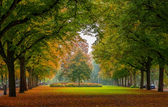 Herfst in Rotterdams stadspark door k_samurkas (bron: Shutterstock.com)