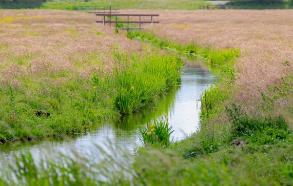 Typische Nederlandse polder door Wut_Moppie (bron: shutterstock)