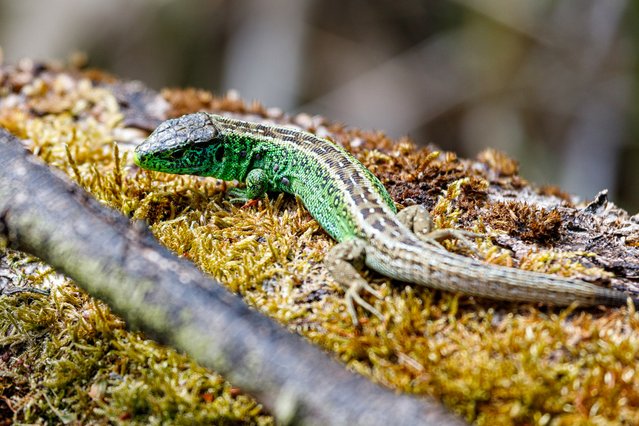 Zandhagedis in de Amsterdamse Waterleiding Duinen door ML196009 (bron: Shutterstock)