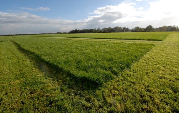 Grasveld, Overijssel door Lex Broere (bron: shutterstock)