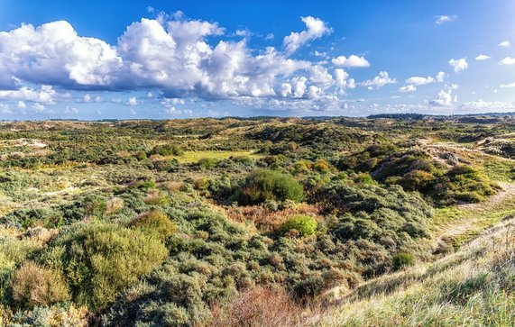 De 'Amsterdamse waterleidingduinen'. Een duingebied tussen Zandvoort (Noord-Holland) en de Langevelderslag in Noordwijk (Zuid-Holland). Nederland door Atosan (bron: Shutterstock)