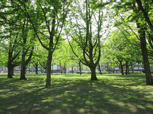 Publiek park in Osdorp, Amsterdam door Arwen Matthijssen (bron: Shutterstock)