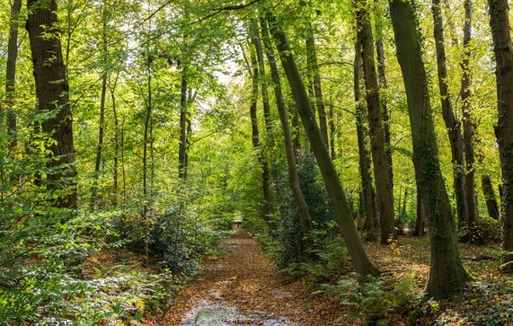 Park Nienoord in Leek, Groningen door INTREEGUE Photography (bron: shutterstock)