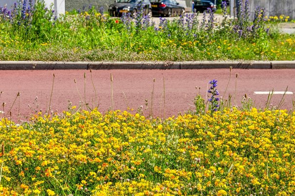 Kleurrijke bloemen in het M4H district in Rotterdam door Frans Blok (bron: Shutterstock)