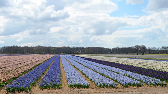 Bollenvelden in de Duin- en Bollenstreek door Rini Kools (bron: Shutterstock)