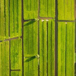 Nederlands polderlandschap door biletskiyevgeniy.com (bron: Shutterstock)