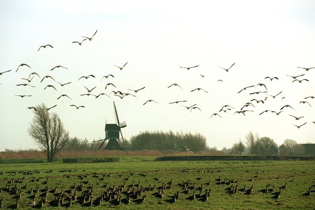 Alblasserwaard, onderdeel van het groene hart door Lex Broere (bron: Shutterstock)