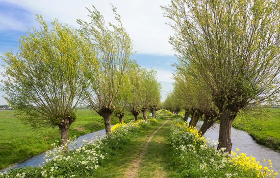 Wilgen in het platteland door Henriëtte V. (bron: Shutterstock)