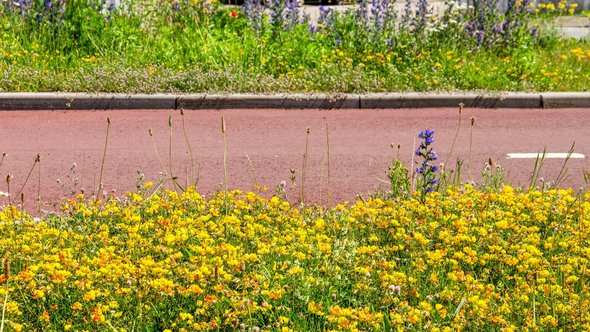 Kleurrijke bloemen in het M4H district in Rotterdam door Frans Blok (bron: Shutterstock)