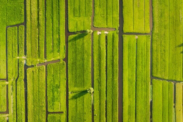 Nederlands polderlandschap door biletskiyevgeniy.com (bron: Shutterstock)