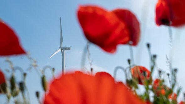 Klaprozen met windmolen door Ullision (bron: Shutterstock)