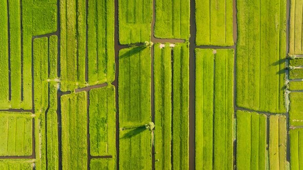 Nederlands polderlandschap door biletskiyevgeniy.com (bron: Shutterstock)