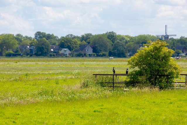 Polder in Noord-Holland door Wut_Moppie (bron: Shutterstock)