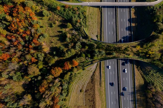 Natuurlijke corridorbrug over Borkeld door Maarten Zeehandelaar (bron: Shutterstock)