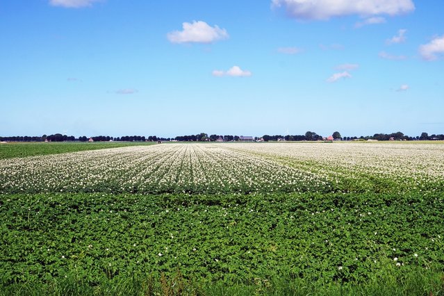 Wieringerwaard door Adrie Oosterwijk (bron: Shutterstock)