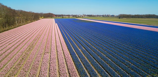 Bollenvelden vlakbij Lisse-Hillegom door R. de Bruijn_Photography (bron: Shutterstock)