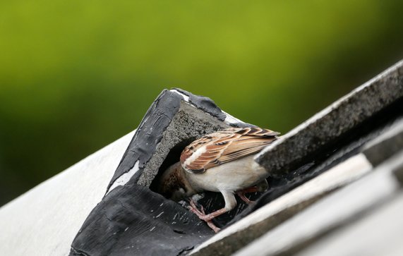 Mus maakt nest op het dak door Marut Sayannikroth (bron: Shutterstock)