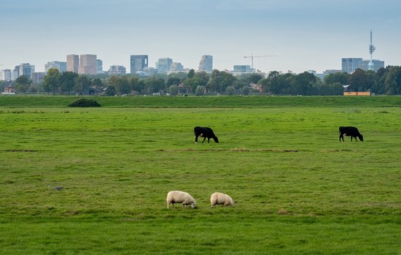 Weiland in de buurt van Amsterdam door Milos Ruzicka (bron: Shutterstock)