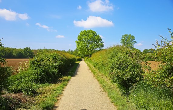 Beautiful dutch landscape, empty cycle path between green hedgerows in countryside, blue spring sky - Maasheggen biosphere reserve, Netherlands door Ralf Liebhold (bron: Shutterstock)