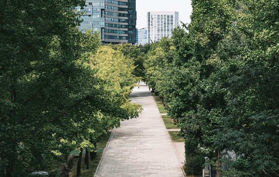 A Road in Seoul Forest Park door catcher_3.3 (bron: Shutterstock)